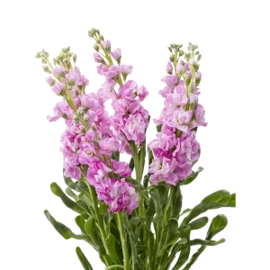 24. Pink Stock