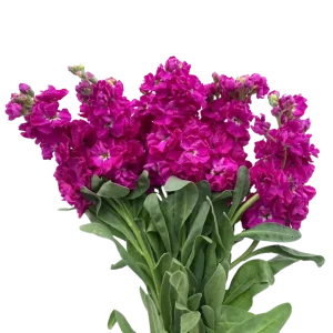 25. Hot Pink Stock