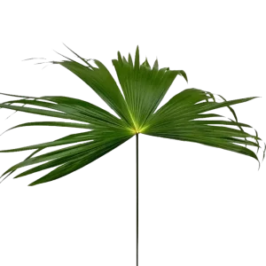 25. Umbrella Palm