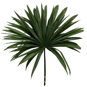 26. Raphis Palm