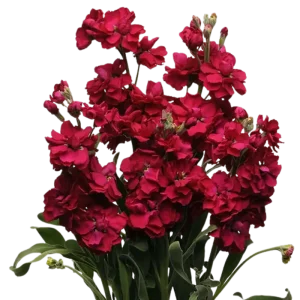 26. Red Ruby Stock