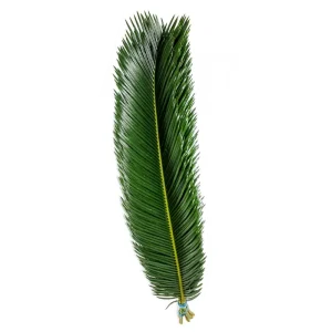 27. Sago Palm