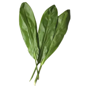 28. Green Ti Leaf