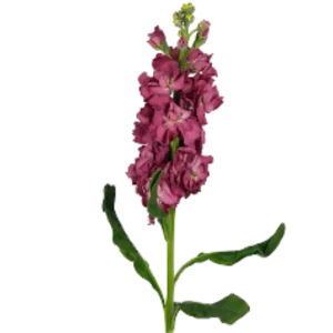 28. Mauve Stock