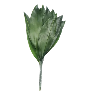 29. Aspidistria Green