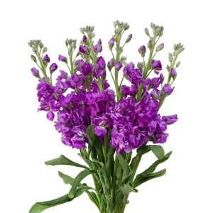 29. Purple Stock