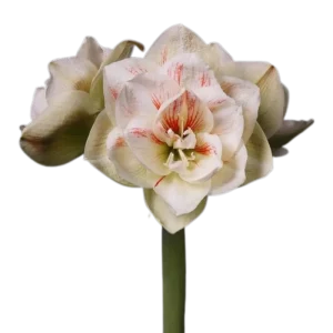 3. Amaryllis Double Nymph