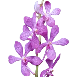 3. Mokara Nora Pink