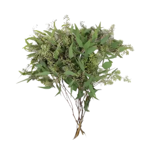 3. Seeded Eucalyptus