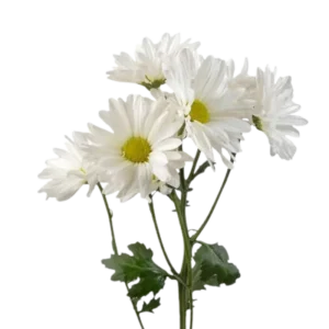 3. White Pompon Daisy