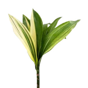 30. Aspidistra Variegated