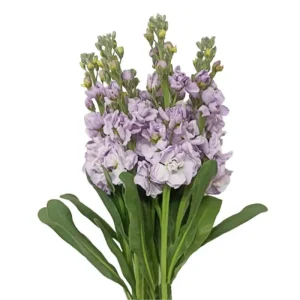 30. Lavender Stock