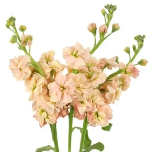 31. Peach Stock
