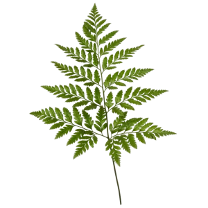 32. Leather Leaf