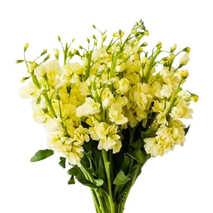 32. Yellow Stock