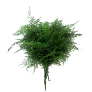 34. Asparagus Fern