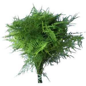 35. Plumosa