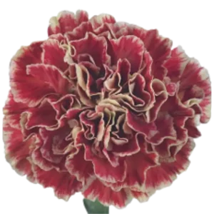 36. Carnation Vintage Cover Wine