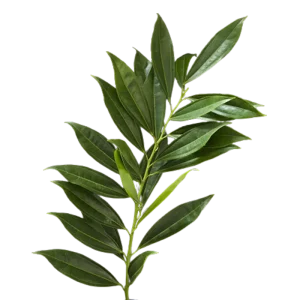 36. Coculus Leaf