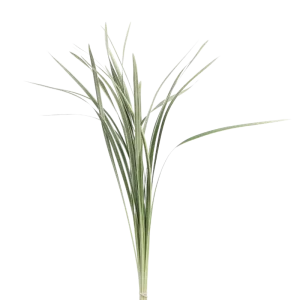 37. Variegated Lili Grass
