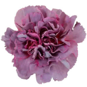 38. Carnation Vintage Dusty Hypnosis