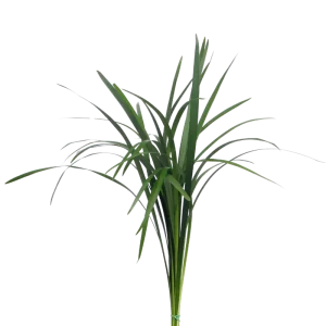 38. Green Lili Grass