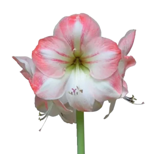 4. Amaryllis Apple Blossom
