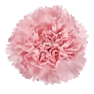 4. Carnation Marvellous