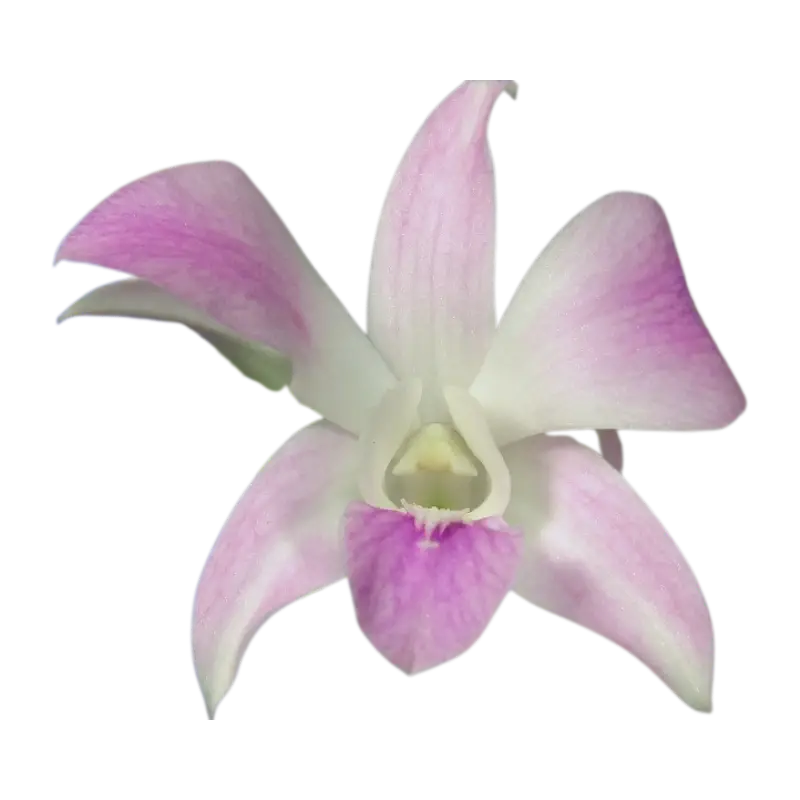 Dendrobium Misteen