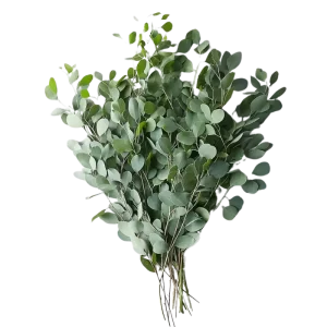 4. Gunni Eucalyptus