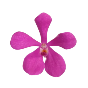 4. Mokara Calypso