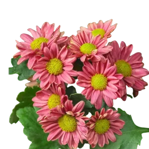 4. Pink Pompon Daisy