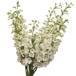4. White Hybrid Delphinium