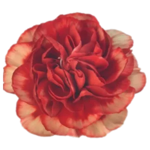 40. Carnation Vintage Orange Fabulous
