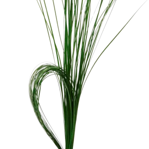 40. Steel Grass