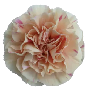41. Carnation Vintage Apple Tea