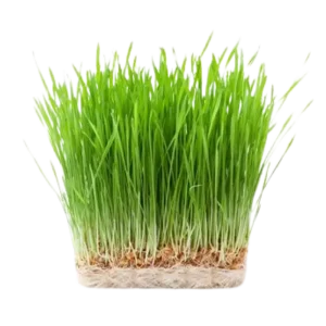 41. Wheat Grass
