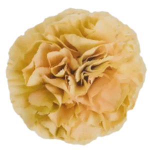 42. Carnation Vintage Ambar Peach