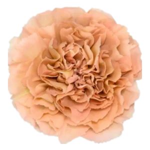 43. Carnation Vintage Peach Honey