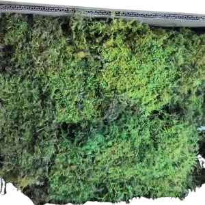 43. Sheet Moss