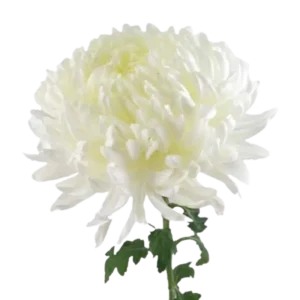 43. White Football Mums