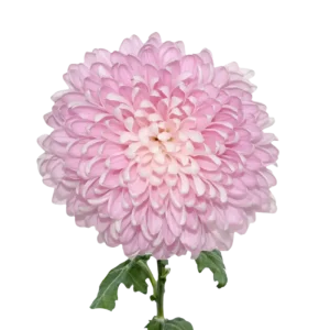 44. Pink Football Mum