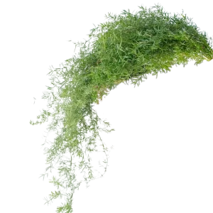 46. Springeri