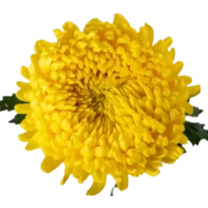 46. Yellow Football Mum