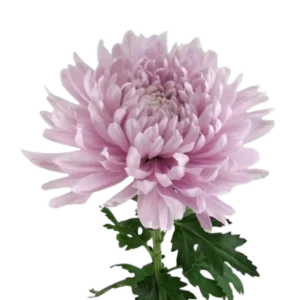 47. Lavender Football Mum