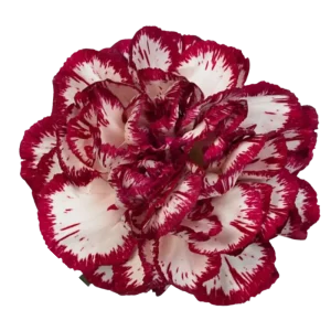 48. Carnation Bicolor Burgundy Baccarat