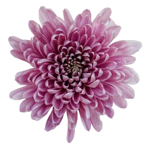 48. Lavender Purple Football Mum