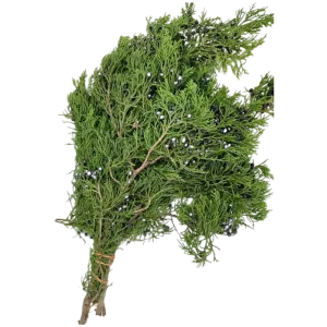 49. Blueberry Cedar Christmas