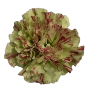 49. Carnation Bicolor Green Red Mochi