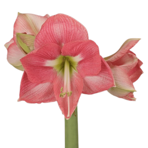 5. Amaryllis Reve